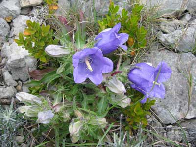 campanule des corbiéres
