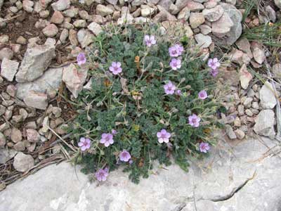 Erodium glanduleux