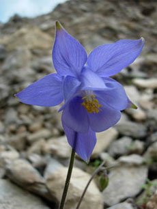Aquilegia viscosa hirsutissima