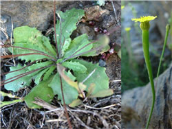 Arnoseris minima