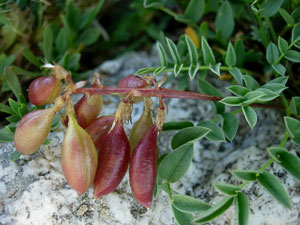 Astragalus australis