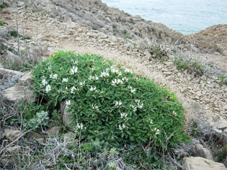 Astragalus tragacantha