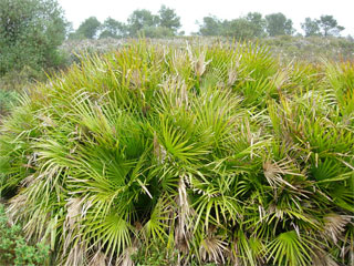 Chamaerops humilis