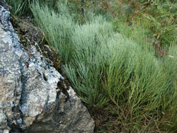 Cytisus oromediterraneus