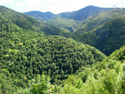 forêt de Py