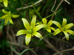 Gagea soleirolii