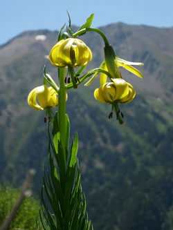 Lilium pyrenaicum
