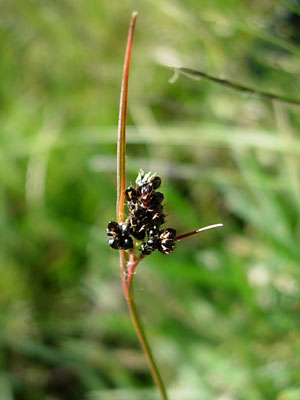 Luzula sudetica
