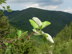 Sorbus aria