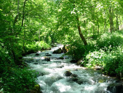 Nohèdes : le torrent