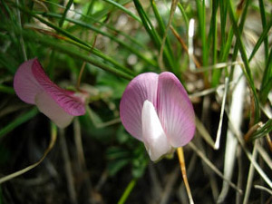 Ononis cristata
