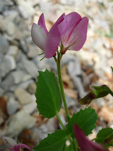 Ononis rotundifolia