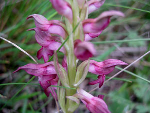 Orchis coriophora