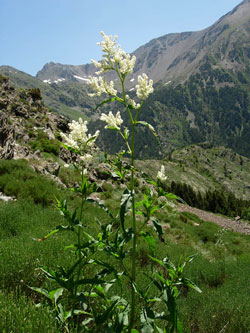 Polygonatum alpinum