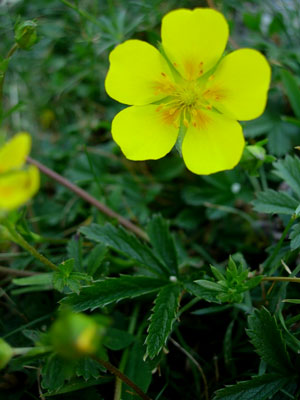 Potentilla pyrenaica