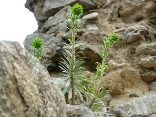 Euphorbia characias sur les ruines de Roca vella