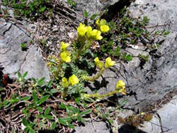 Saxifraga aretioides