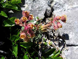 Saxifraga luteopurpurea