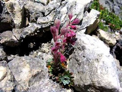 Saxifraga media