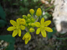 Allium moly