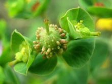 Euphorbia duvallii
