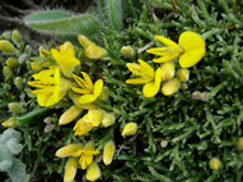 Genista pulchella