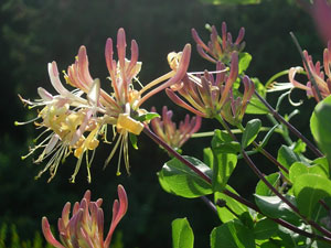 Lonicera etrusca