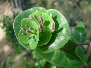 Lonicera implexa