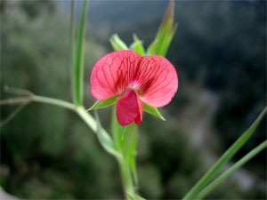 Lathyrus cicera