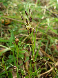 Luzula forsteri