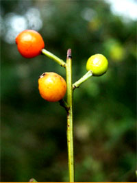 Osyris alba