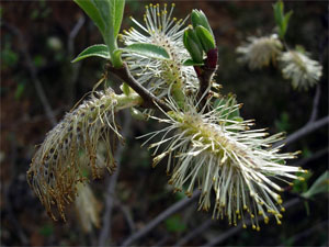 Salix caprea