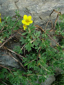 Potentille buissonnante