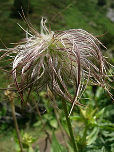 Anémone soufrée