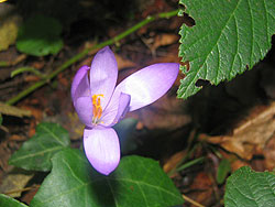 Croccus nudiflorus