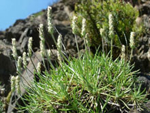 Plantago subulata
