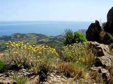 Banyuls