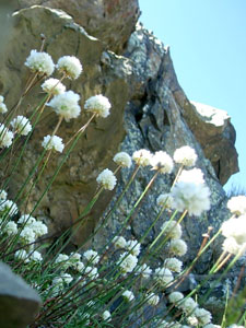 Armeria ruscinonensis ssp. littorifuga