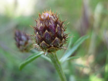 Centaurea hanryi ssp. spinabadia