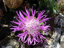 Centaurea pectinata