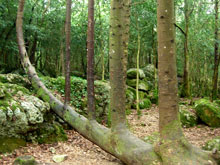 arbre harpé