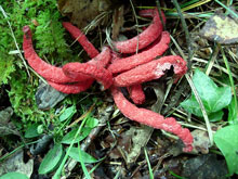 champignon : Anthurus Archeri