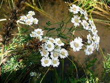 Alchemilla ptarmica