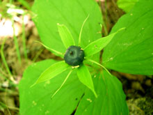 Paris quadrifolia