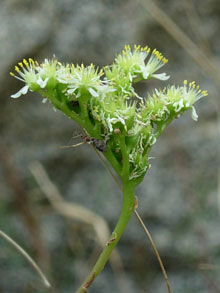 Sedum anopetalum