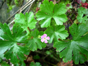 Géranium luisant