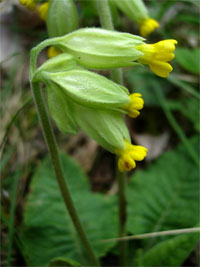 Primula veris ssp columnae