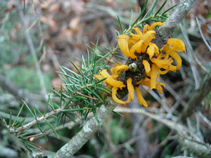 Gymnosporangium