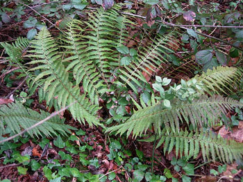 Polystichum setiferum