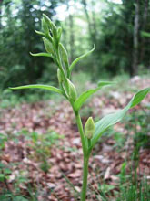 Cephalanthère de Damas